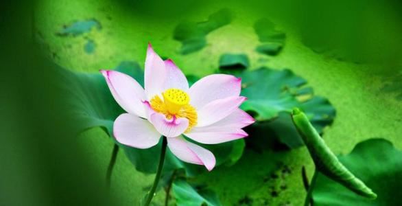 寿生债什么意思,寿生债及寿生债查询表,寿生债表文怎么写