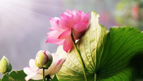 烧香祈福保平安有很多讲究，不懂就要看