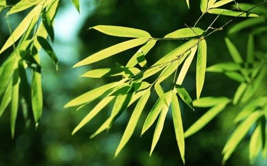 大师分析护身符奥秘，教你求开光护身符